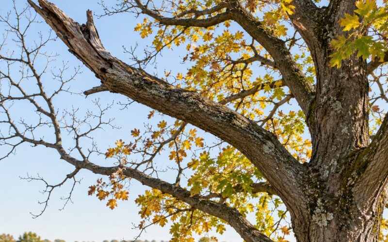 Signs a Tree Is Dying and Needs Removal: What to Watch (2026)